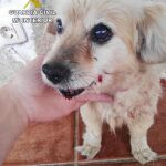 Imagen del perro tras la agresión sufrida