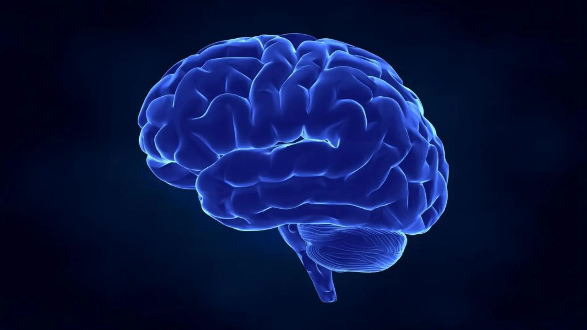 El estudio hace una nueva aproximación sobre el papel del olvido en nuestro cerebro