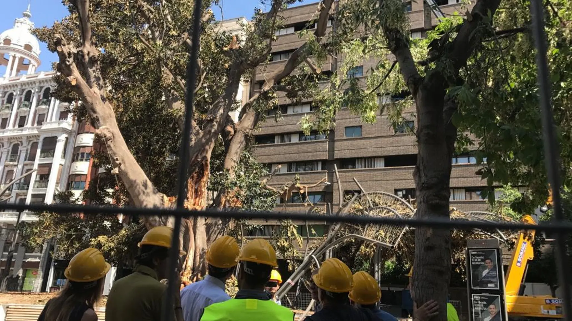 El alcalde José Ballesta junto a los técnicos municipales que realizan las tareas de vigilancia y saneado del ficus