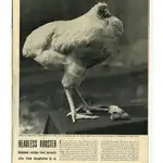  Pollo decapitado sobrevive 18 meses