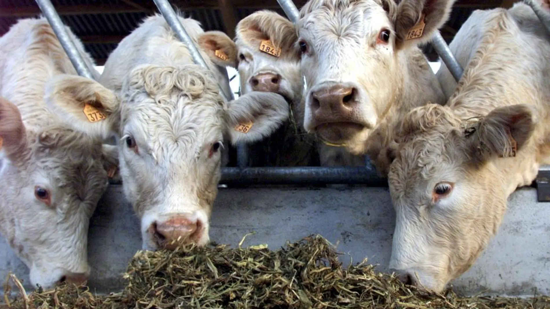 España detecta un caso de «vaca loca» en Salamanca