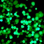 Crean un virus que ataca de forma selectiva a las células tumorales