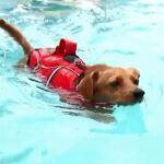 Unas auténticas vacaciones de perro