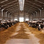 Vacas en una explotación ganadera