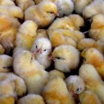 Pollos en venta en una imagen de archivo