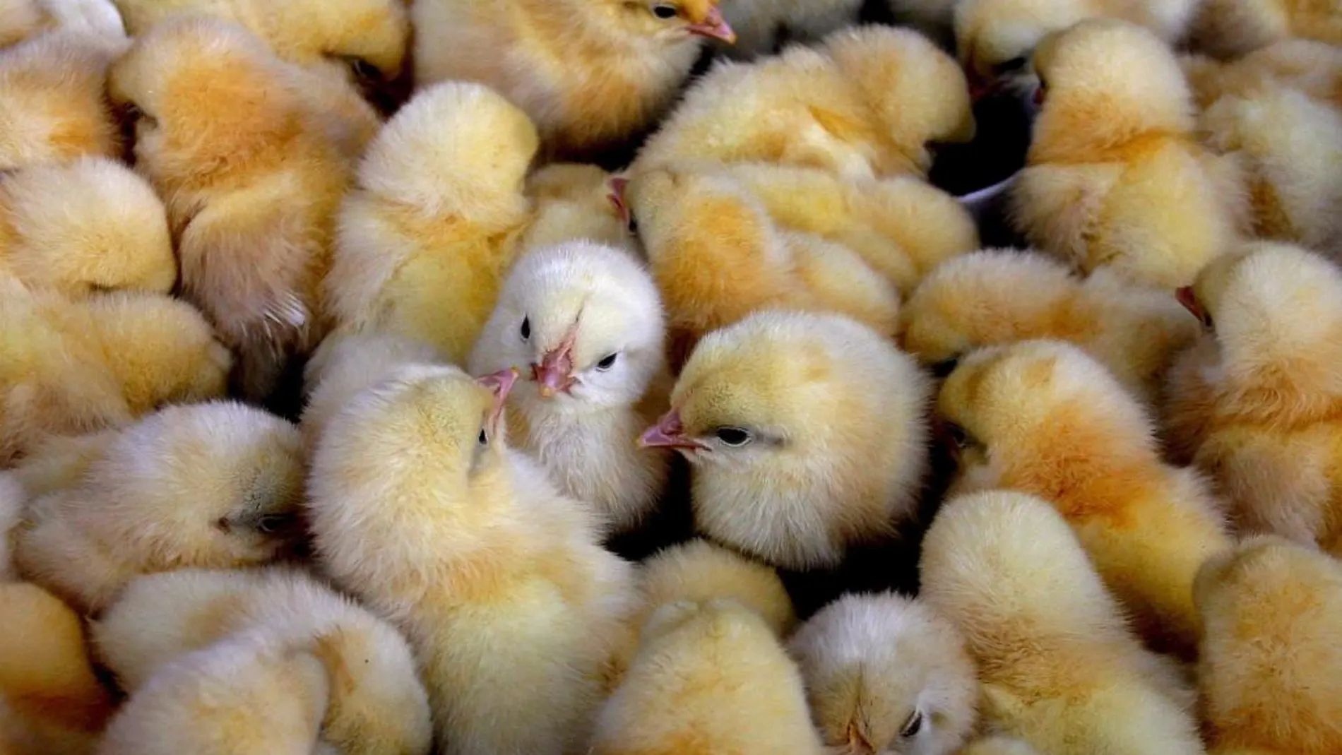 Pollos en venta en una imagen de archivo