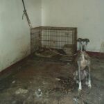 Un escalofriante caso de maltrato animal vuelve a sacudir Chiclana