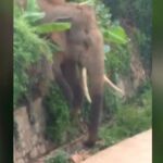 Un grupo de elefantes salvajes invade una aldea en el sur de China