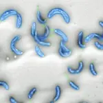 Imagen de laboratorio de C. crescentus, una bacteria inofensiva que vive en agua dulce en todo el mundo
