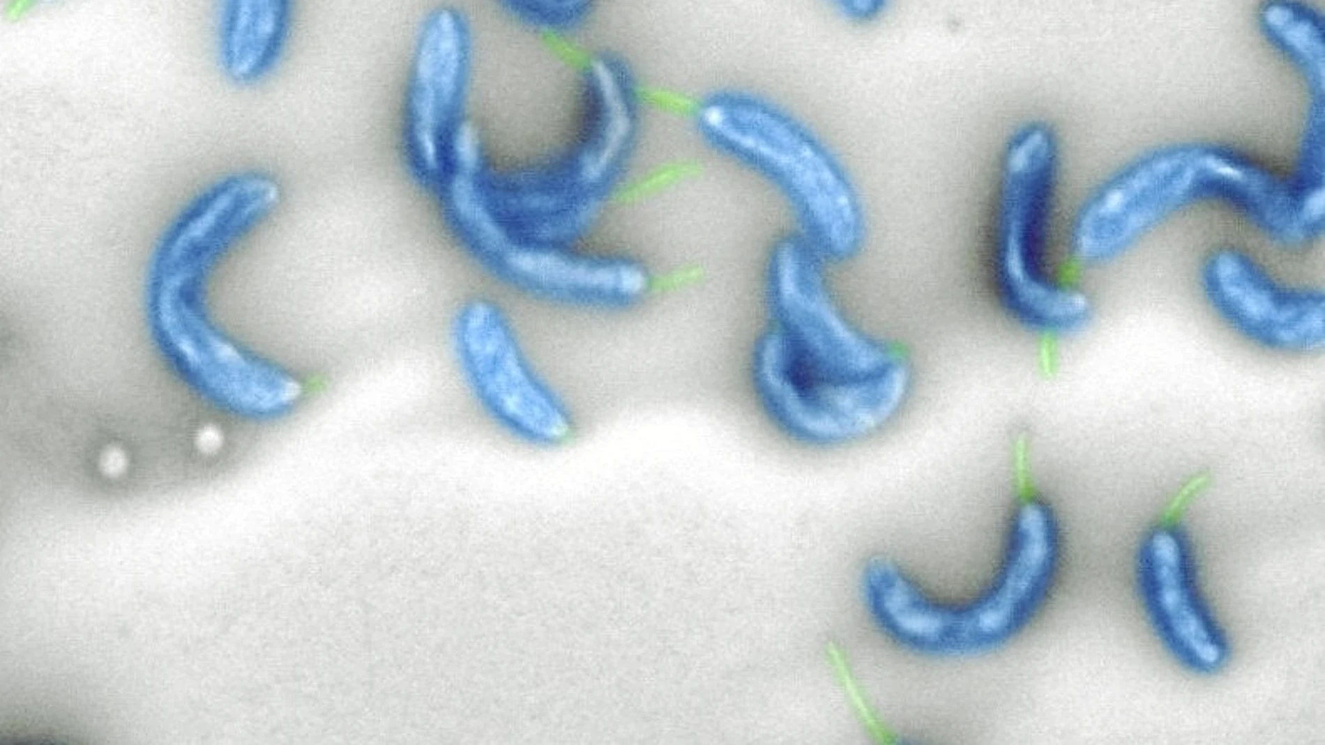 Imagen de laboratorio de C. crescentus, una bacteria inofensiva que vive en agua dulce en todo el mundo