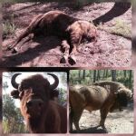 Encuentran decapitado al macho alfa de los bisontes de la Reserva de Valdeserrillas