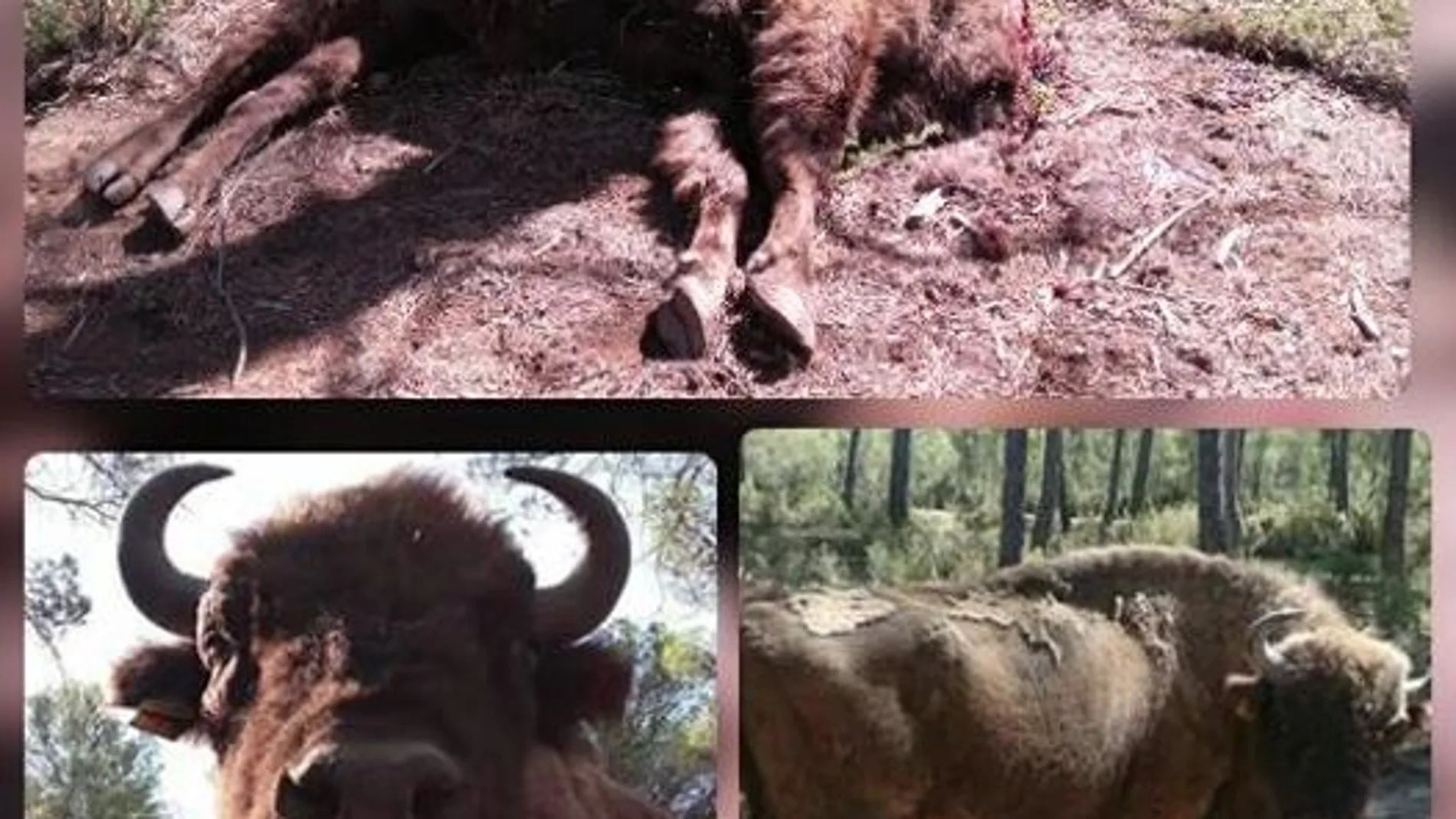 Encuentran decapitado al macho alfa de los bisontes de la Reserva de Valdeserrillas