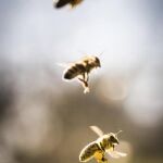 Tres abejas fotografiadas el pasado mes de marzo en Alemania