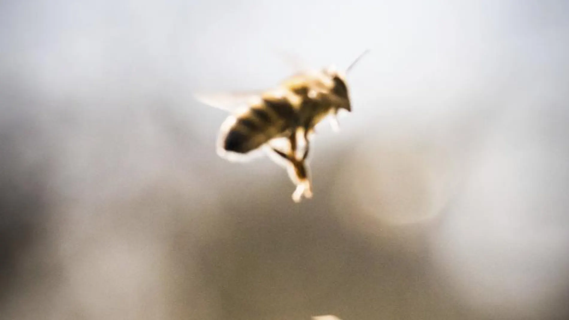 Tres abejas fotografiadas el pasado mes de marzo en Alemania