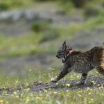Un lince puesto en libertad en Córdoba