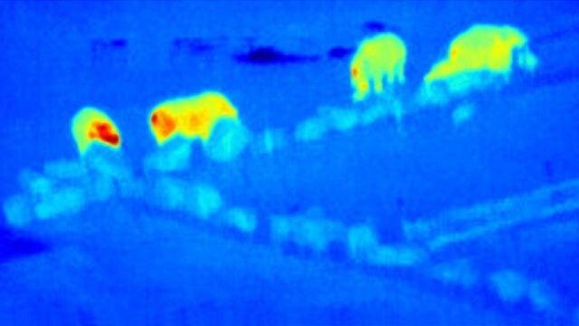 Imagen infrarroja térmica en falso color de una manada de rinocerontes tomada con un dron en el Knowsley Safari Park (Reino Unido)