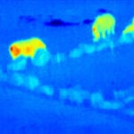 Imagen infrarroja térmica en falso color de una manada de rinocerontes tomada con un dron en el Knowsley Safari Park (Reino Unido)
