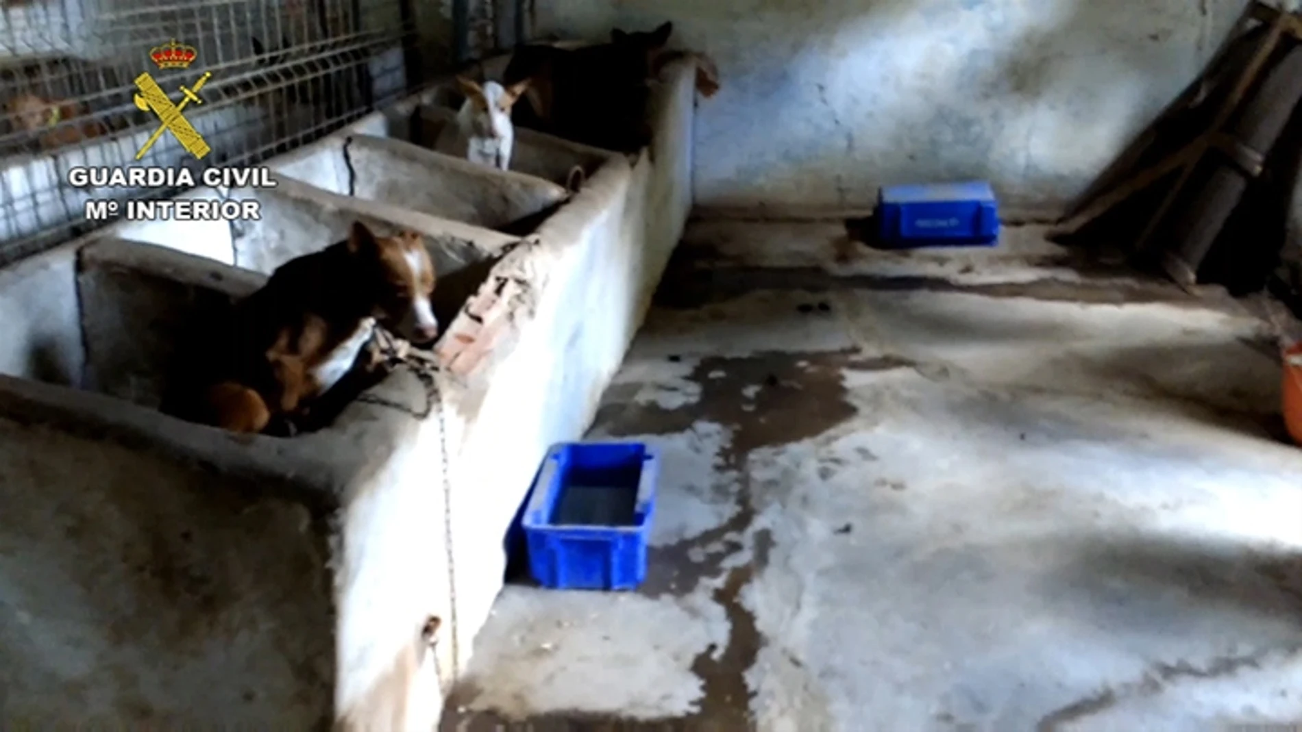 Perros atados en unas condiciones pésimas que fueron intervenidos por el Seprona