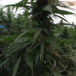 Intervienen más de 9 toneladas de marihuana en una plantación de Lorca