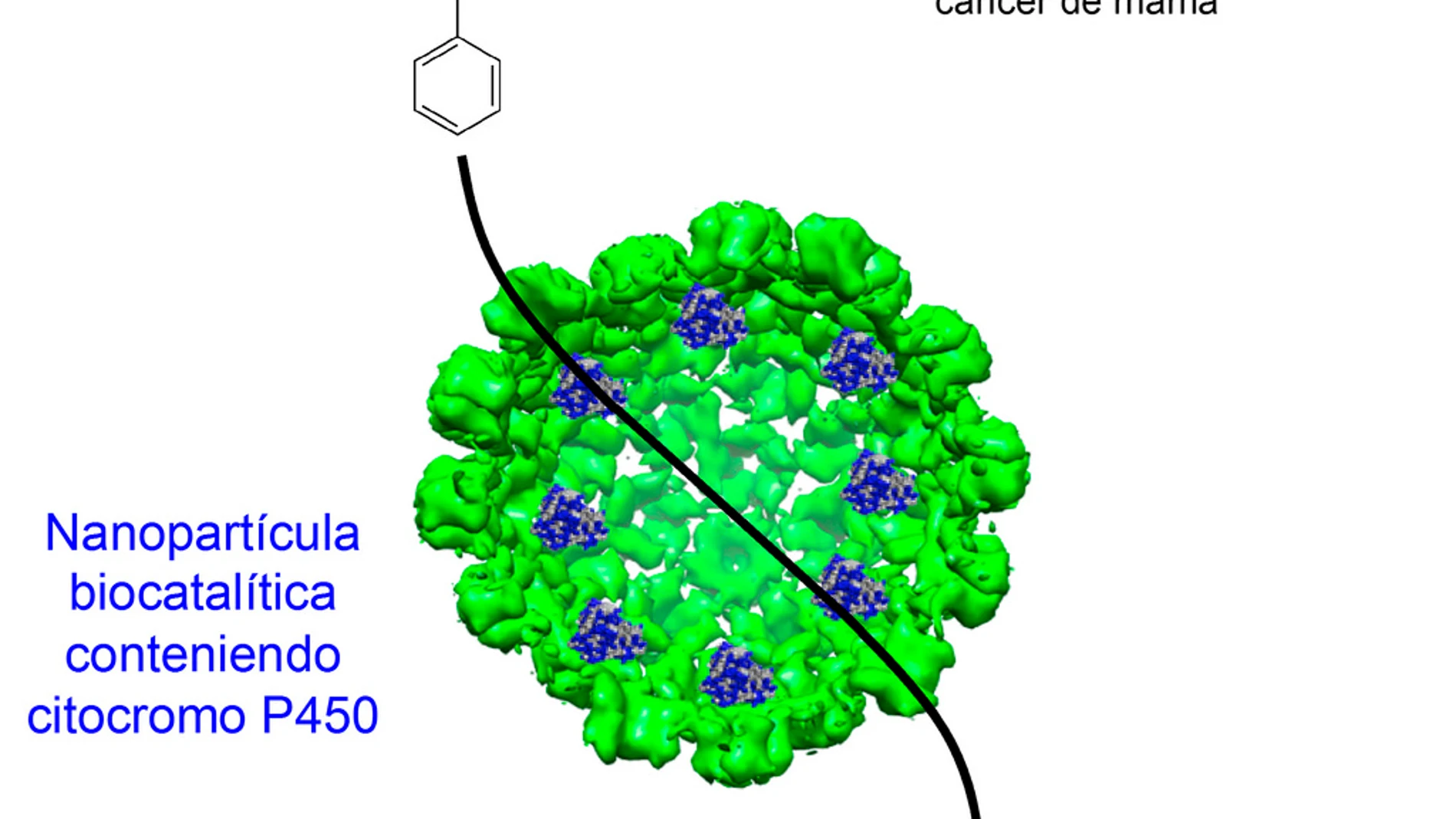 Nanopartícula biocatalítica que contiene citocromo