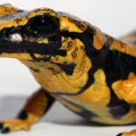 Los científicos llevan dos siglos tratando de entender cómo animales como la salamandra logra regenerarse