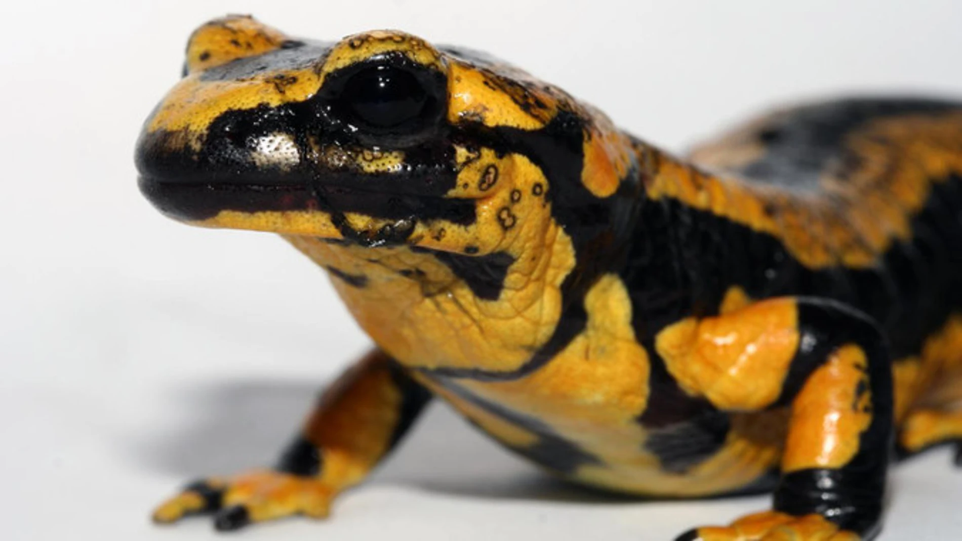 Los científicos llevan dos siglos tratando de entender cómo animales como la salamandra logra regenerarse