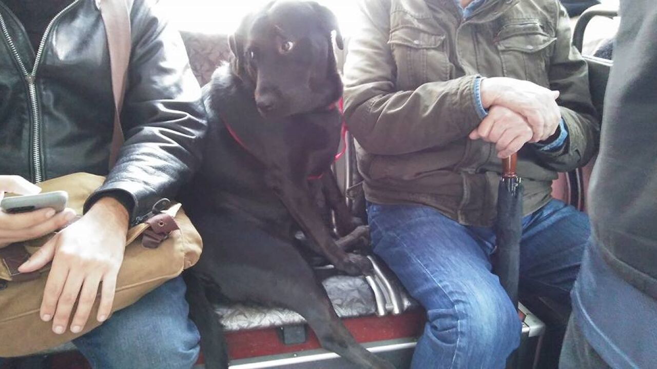 Un perro sorprende al viajar él solo en bus con su propia tarjeta de ...