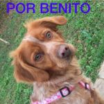 Benito era un perro cariñoso y obedientes