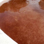 Las aguas del abrevadero de Fuente Encalada (Zamora) se tiñeron de rojo por la presencia del alga Haematococus pluvialis, traída por la lluvía