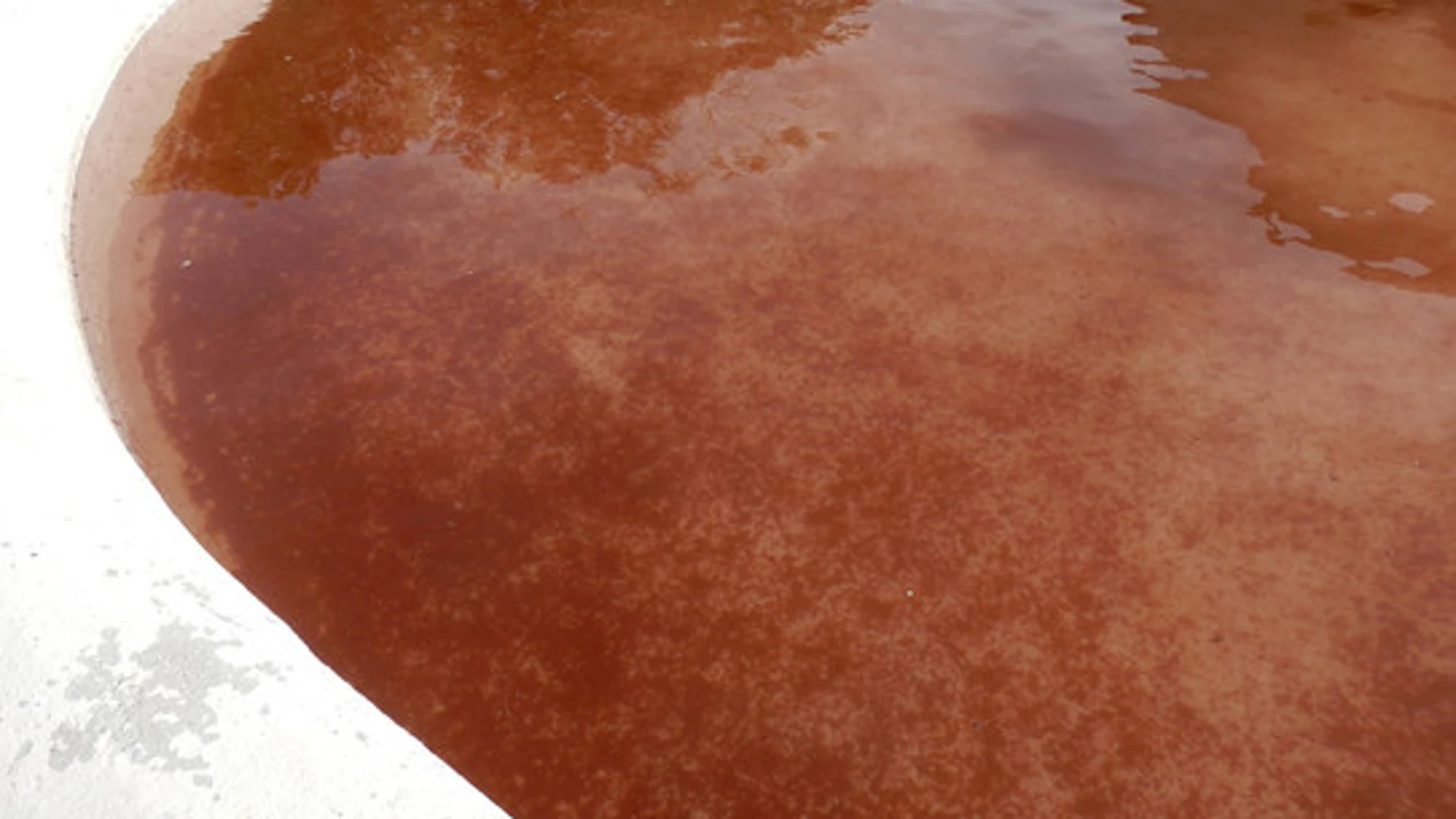 Las aguas del abrevadero de Fuente Encalada (Zamora) se tiñeron de rojo por la presencia del alga Haematococus pluvialis, traída por la lluvía