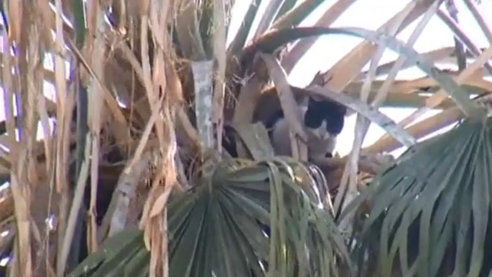 Un gato pasa diez días encaramado a una palmera