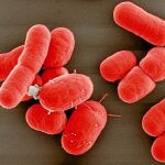 La amenaza de las superbacterias