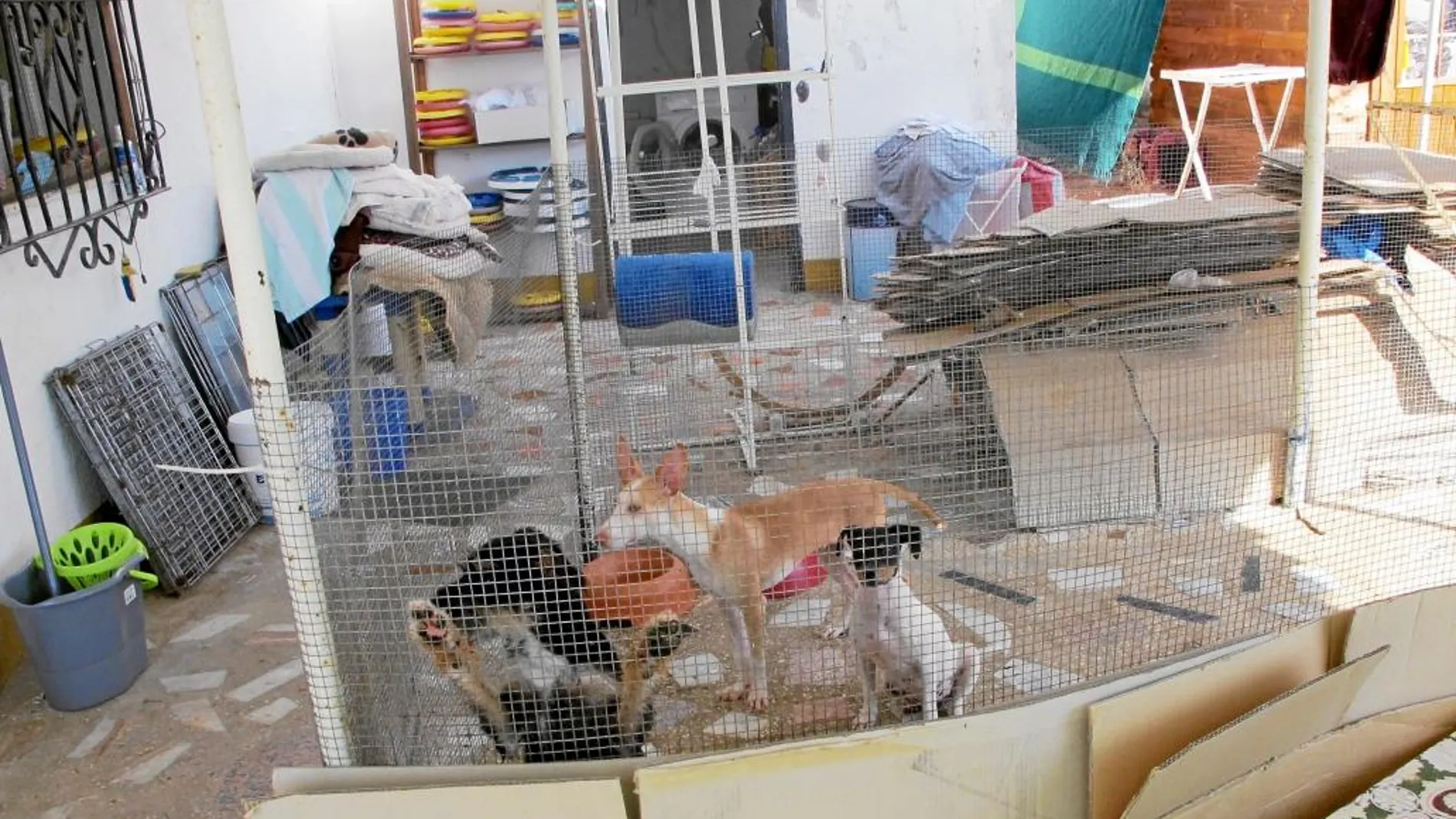 Varios perros vivían hacinados en una perrera ilegal en Cádiz, que desmanteló la Guardia Civil