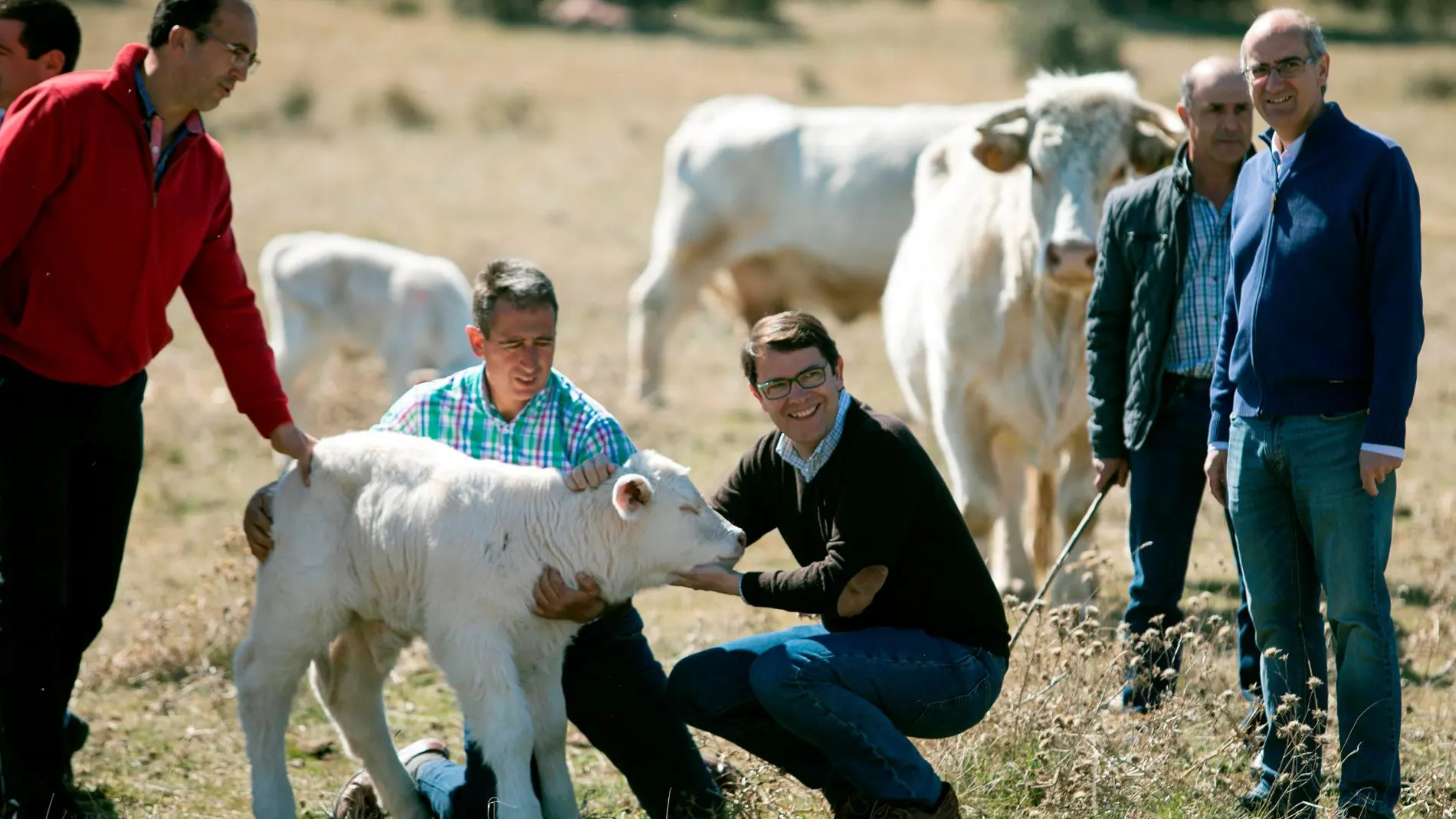 Fernández Mañueco y Javier Iglesias visitan una explotación de ganado de la raza charolesa en Salamanca