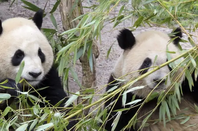 Dos pandas de un zoo de Hong Kong se aparean por primera vez en diez años