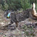Baya, un lince ibérico macho nacido en Sierra Morena, tras salir de la jaula tras la primera suelta en libertad, en una imagen de archivo