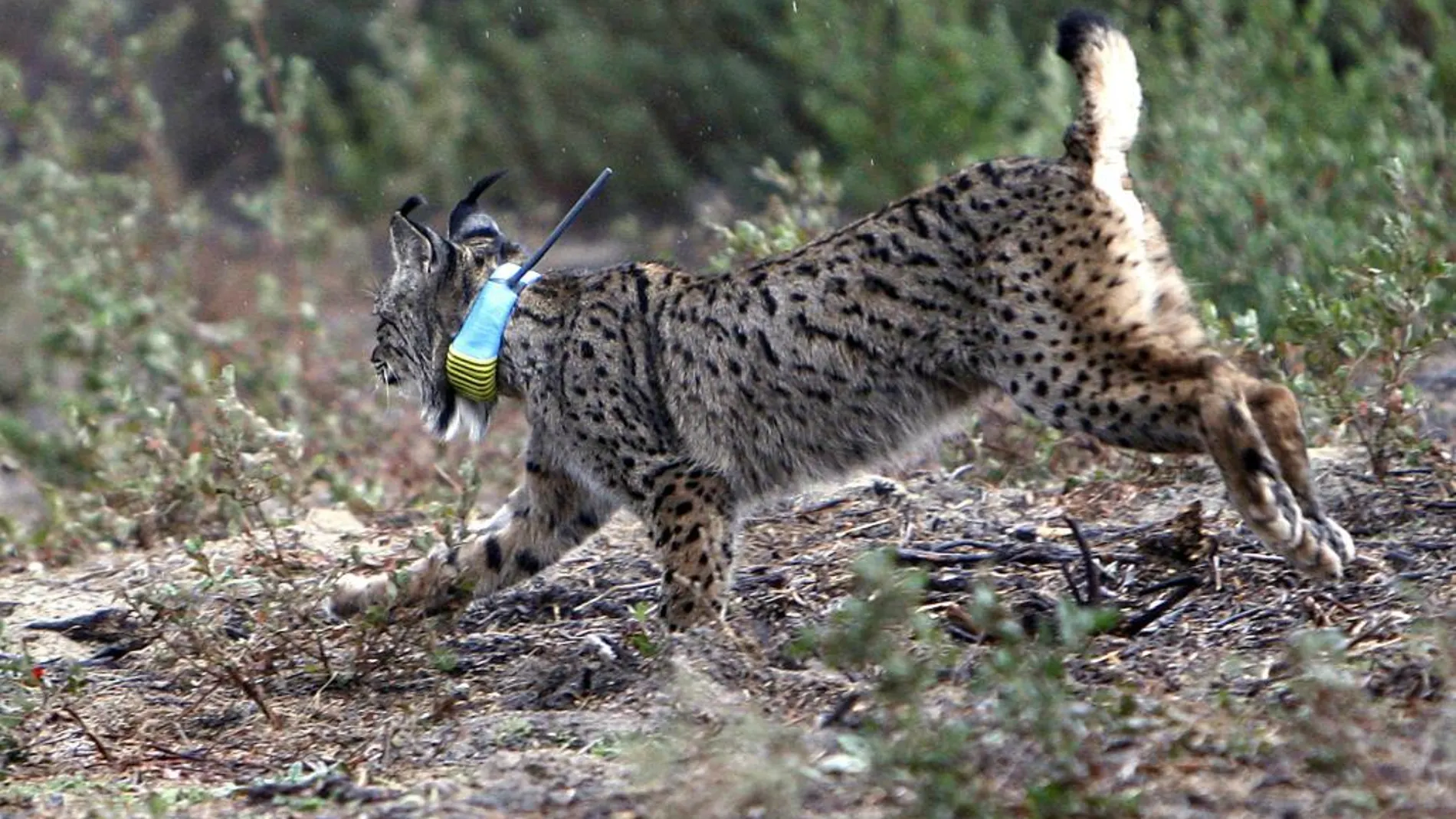 Baya, un lince ibérico macho nacido en Sierra Morena, tras salir de la jaula tras la primera suelta en libertad, en una imagen de archivo