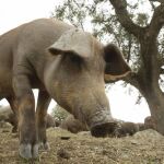 Castilla y León, a la cabeza de España en la calidad de producción porcina ibérica