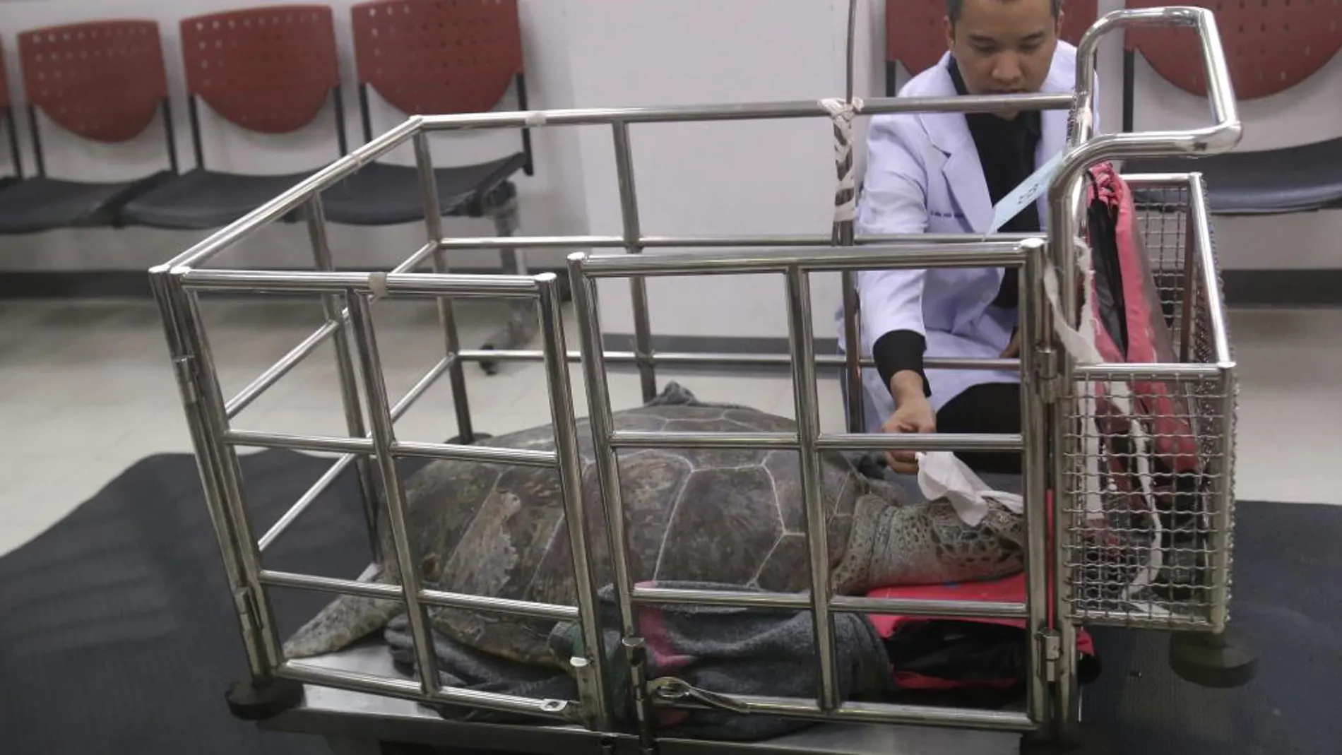 Extraen 915 monedas del estómago de una tortuga en Tailandia