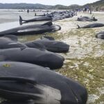 Docenas de ballenas varadas en una playa de Farewell Spit en la Bahía Dorada