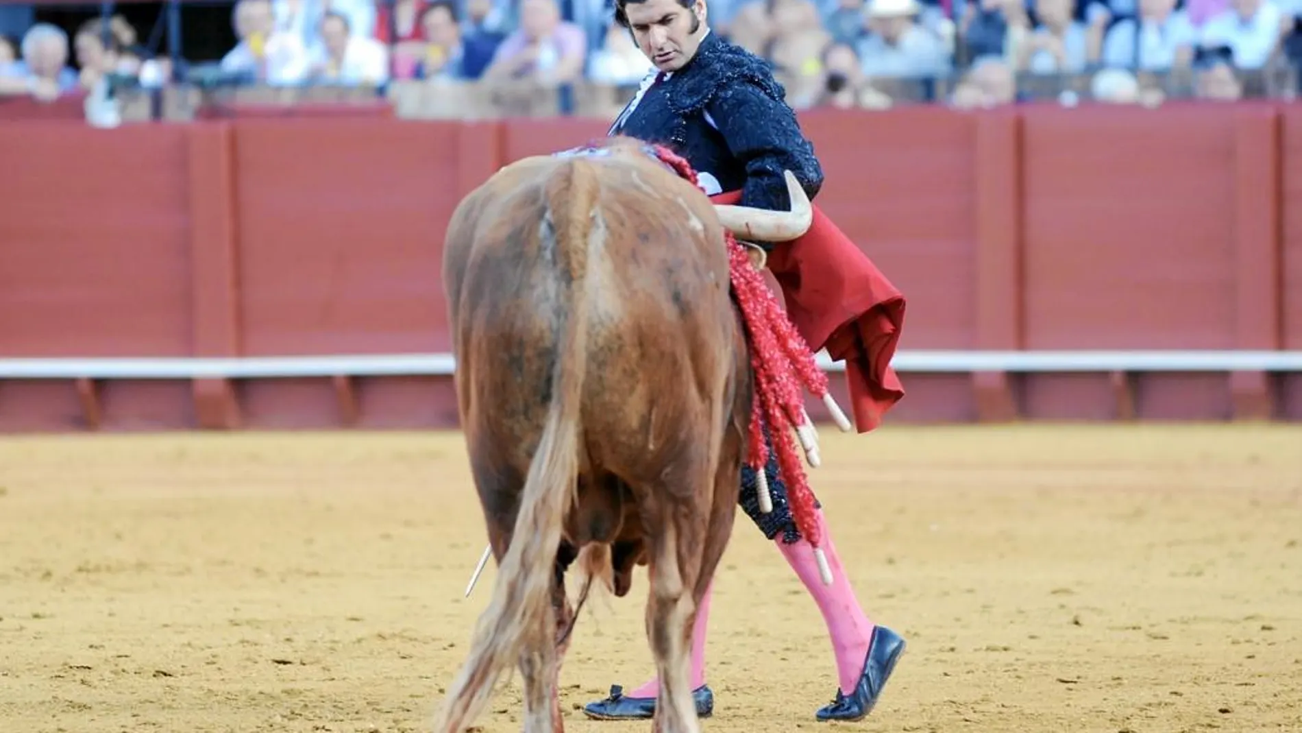 Morante de la Puebla cuadra a «Fotografo» con la muleta plegada bajo el brazo, antes de entrar a matar ayer en La Maestranza