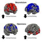 Variaciones cerebrales en casos de nerviosismo y apertura mental