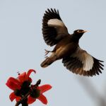 Un miná común (Acridotheres tristis) sobrevuela la flor de un árbol Simolu, en la ciudad de Guwahati (noreste de la India)