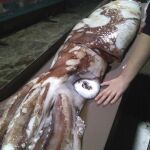 Fotografía facilitada por Cepesma (Coordinadora para el Estudio y la Protección de las Especies Marinas) de la cría de calamar gigante