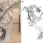  Descubren el fósil de una nueva especie de dinosaurio con plumas