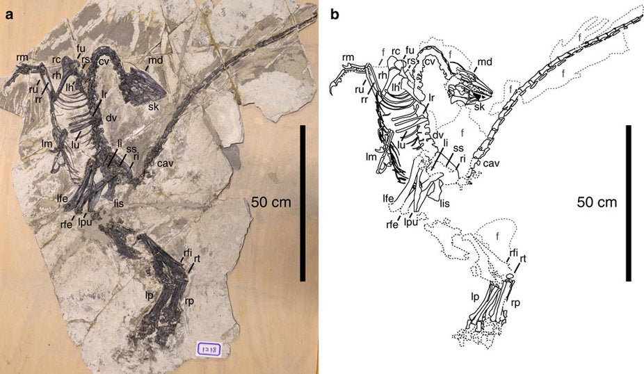 Descubren el fósil de una nueva especie de dinosaurio con plumas