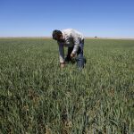 Un agricultor de la localidad palentina de Fuentes de Nava muestra el mal estado del cultivo de trigo por las sequía sufrida el pasado año