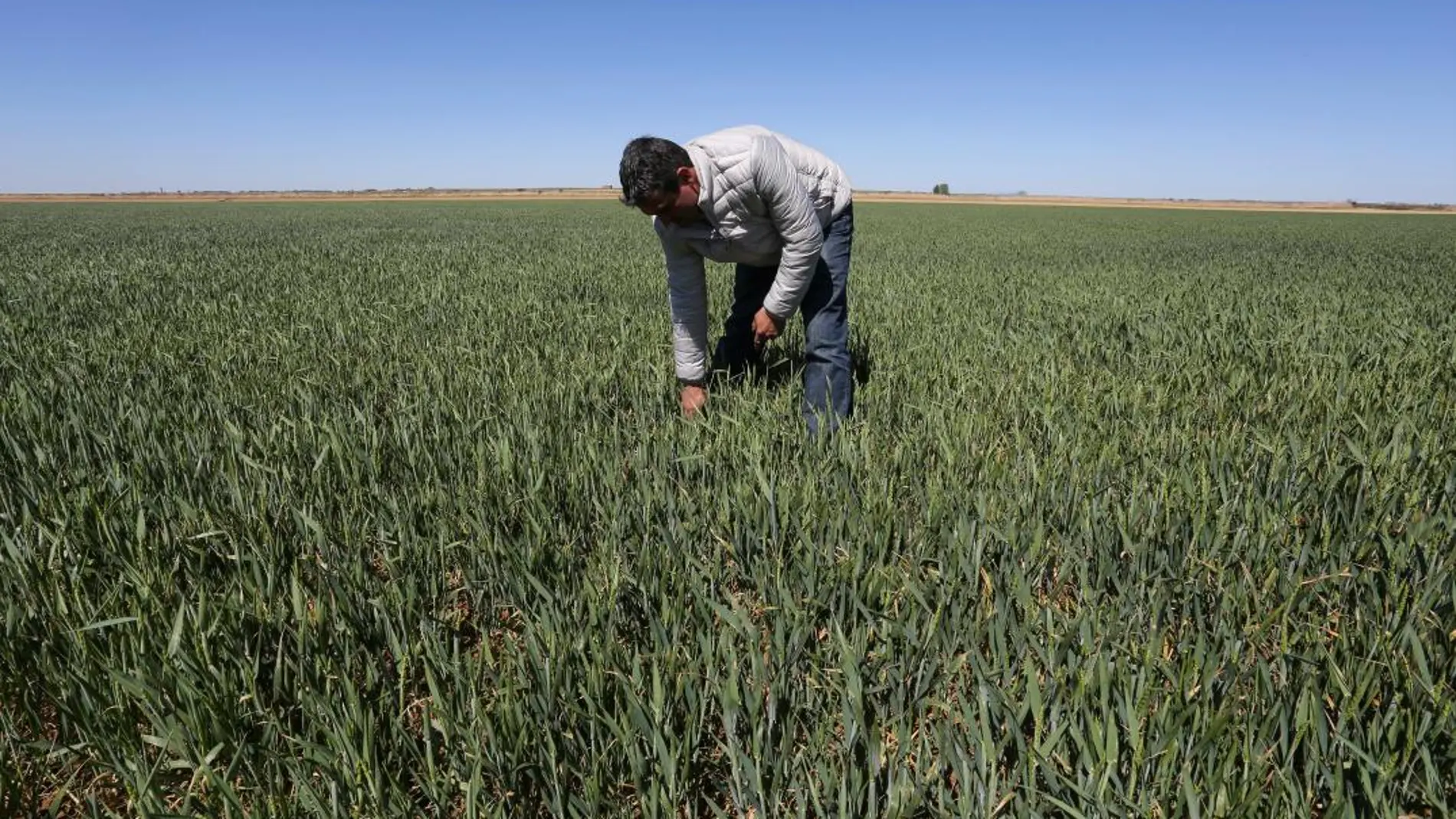 Un agricultor de la localidad palentina de Fuentes de Nava muestra el mal estado del cultivo de trigo por las sequía sufrida el pasado año