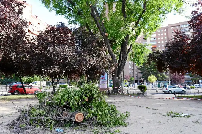 Un árbol en el que no se «apreció peligro» mata a un hombre