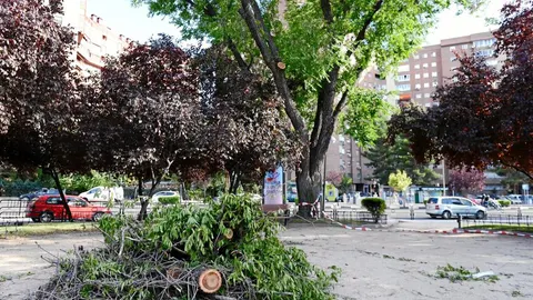 Un árbol en el que no se «apreció peligro» mata a un hombre